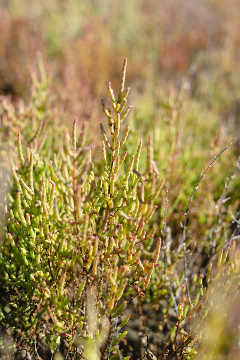 VEeLagunaUNESCO's tweet photo. 🌿La #Salicornia veneta è la specie vegetale simbolo del sito della #ReteNatura2000 “#LidodiVenezia: biotopi litoranei”. Rientra tra le specie protette a livello nazionale.
Per ulteriori informazioni: https://t.co/QSTKNQhuFn https://t.co/ncQYVJLoCu