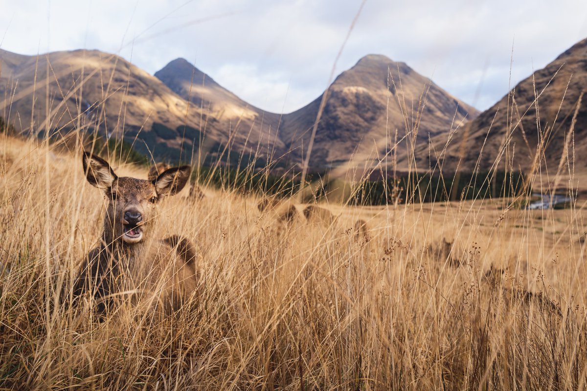 We are pleased to see the development of new beginnings in Scotland's upland deer sector with the establishment of #TheCommonGroundForum. Initiated by @ADMGScotland and LINK, the Forum aims to set aside disagreements & unite with a common purpose👇 thecommongroundforum.scot/?p=170