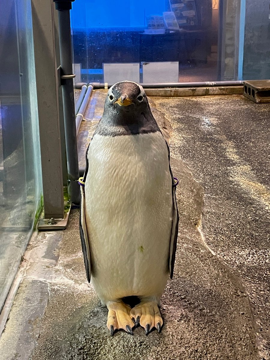 NagasakiPengin's tweet photo. ジェンツーもきをつけだっ！！ピッ！
#長崎ペンギン水族館　#ペンギン　#ジェンツーペンギン　#きをつけっ！　#号令 https://t.co/YER3IAP7W5
