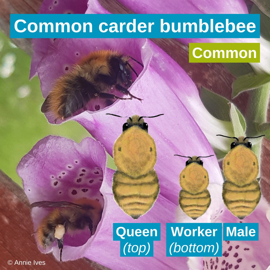 BumblebeeTrust's tweet photo. As autumn settles in, bumblebee nests come to their natural end and new queens seek cosy, undisturbed spaces to hibernate alone until spring 🍂

Of the UK’s 24 bumblebee species, these four remain active in October.

What bumblebees have you spotted recently? 👇🏾📷🎥 https://t.co/XpEJ1GeqLV