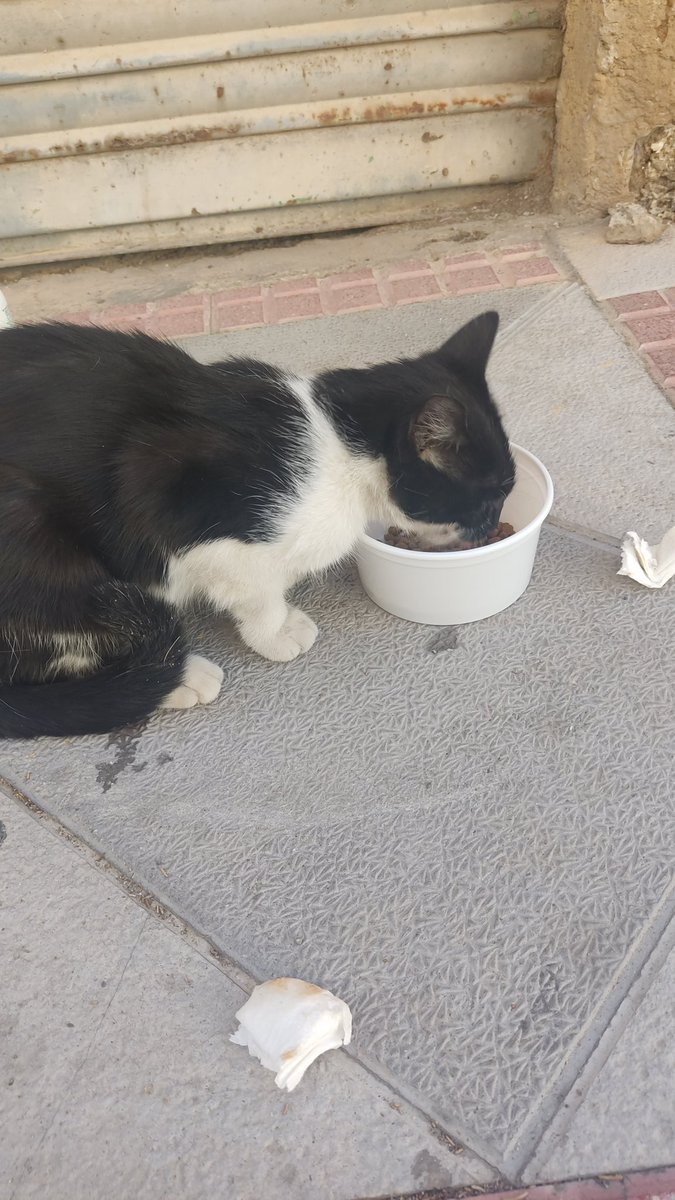 ethanwiththet's tweet photo. ⚠️GRANADA⚠️
he encontrado una gatita en ATARFE, no puedo llevarla a casa o al vete, hago esto por si alguien quiere/puede llevársela. tiene el ojito malo, cada vez que la veo se lo limpio. es muy cariñosa y no tendrá más de dos meses. cualquier cosa MD. SE AGRADECE DIFUSIÓN https://t.co/HWqZLwe0hr