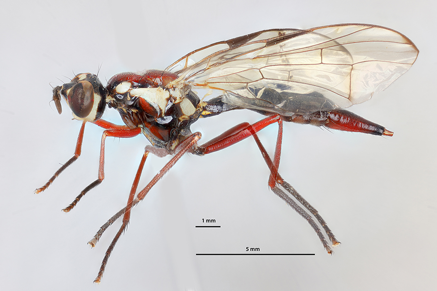 icipe's tweet photo. Our #insectoftheweek is a #fly, #Trypanophion gigas. It is one of the largest species in the world of true #fruitflies, the #Tephritidae. Its large size (ca. 13.8 mm long) and its impressive colouration suggest the stature of a mythical queen. Read more: https://t.co/UKnJ45uuJd https://t.co/3mIq09BTfA