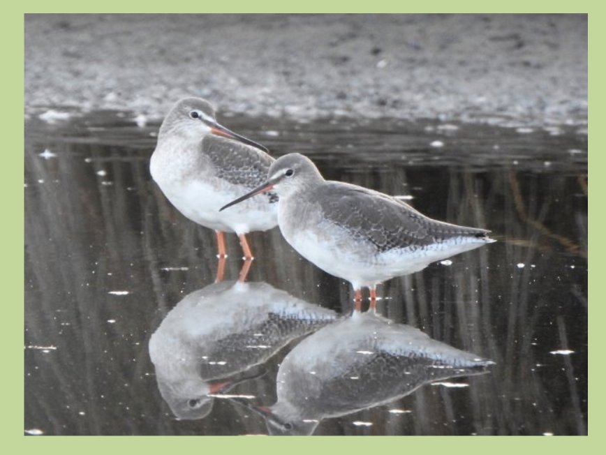 LowCarbonKev tweet media