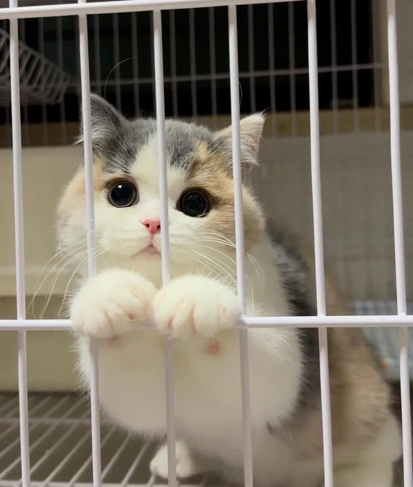 OrvalBechtol899's tweet photo. Let me out please 🥺🥺🥺 https://t.co/h39e09OOYE