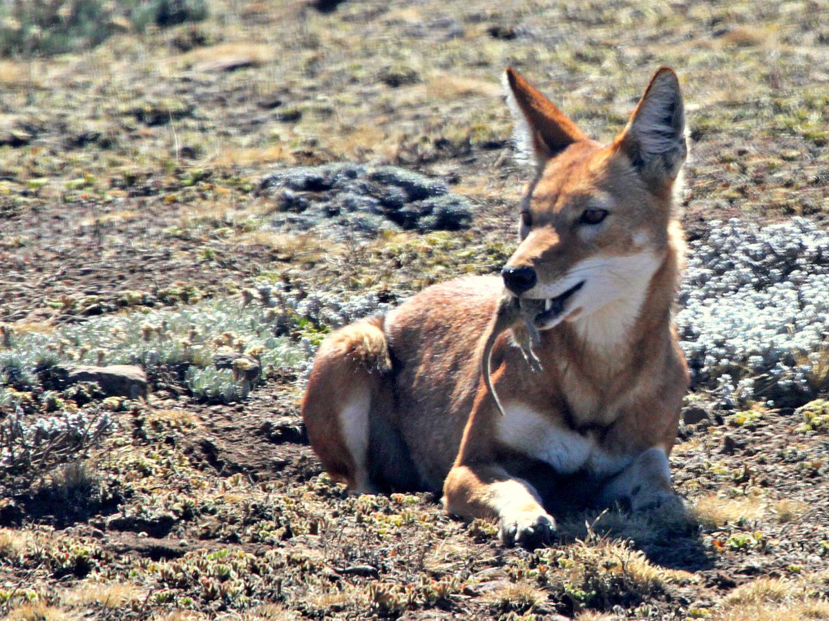 Exoticethiopian's tweet photo. The flagship species!
Ethiopian wolf and Giant Mole Rat
#Rodent #OneParkManyWorlds #Project02 #VisitOromia #VisitEthiopia #ExperiencingYourChoices #BookNow #BaleMountains
@visiteth251 https://t.co/FNaNxhxcZU