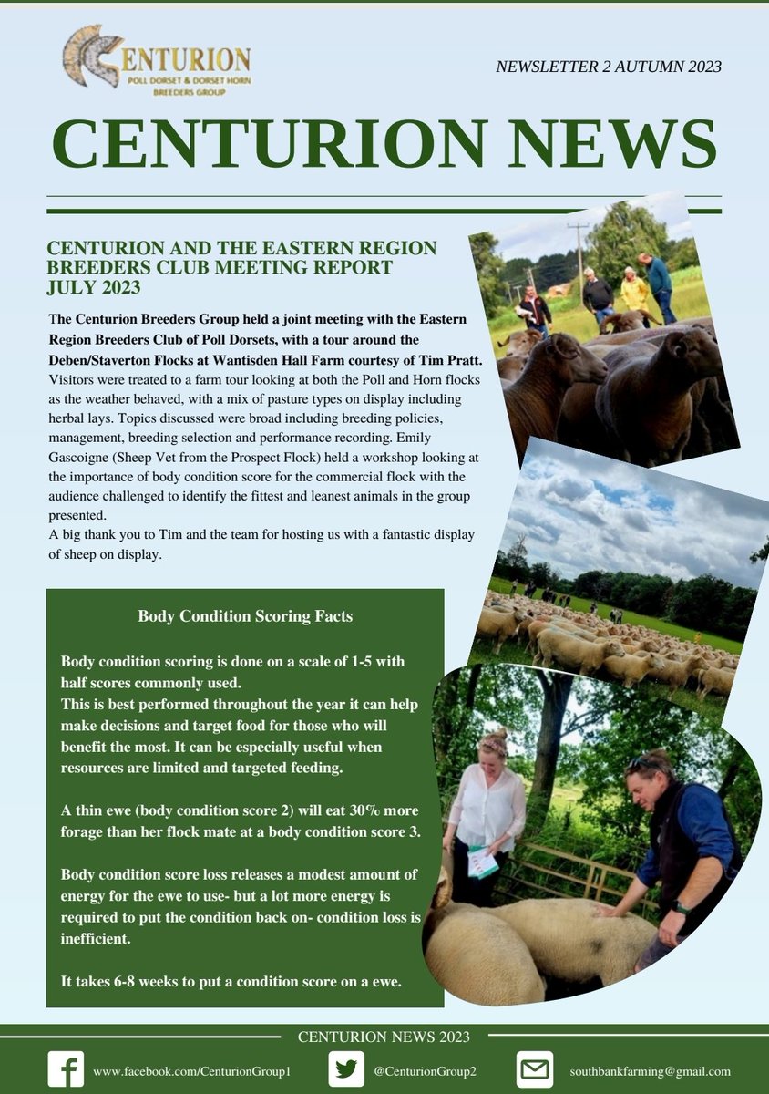 Centurion Dorset Sheep Breeding Group tweet media