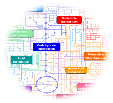 🚨Please RT.
A position of assistant professor in metabolic biochemistry will open soon in our team to study the link between mycobacterial metabolism and virulence.
Get in touch by DM or e-mail if interested!