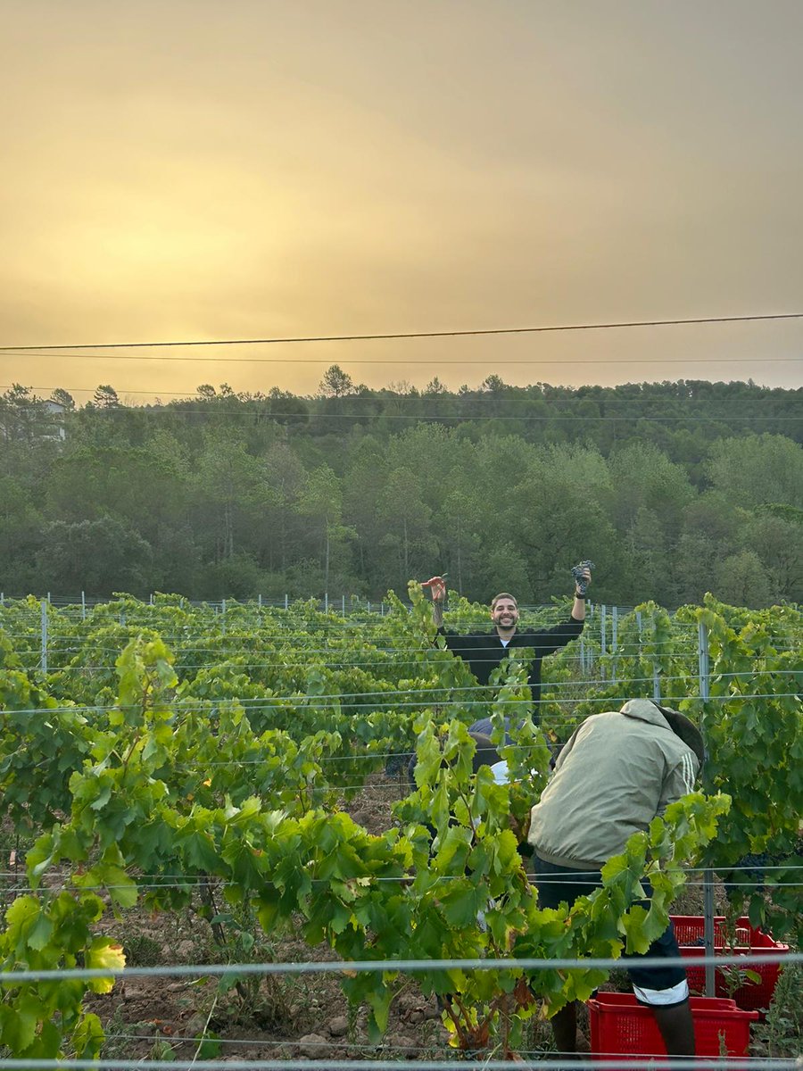 Moments màgics durant la #verema! Agraïm profundament a l'equip i a totes les persones que han col·laborat en aquesta aventura vinícola. El vostre esforç es reflecteix en cada gota de vi🍷✨

#LesAcàcies #verema2023