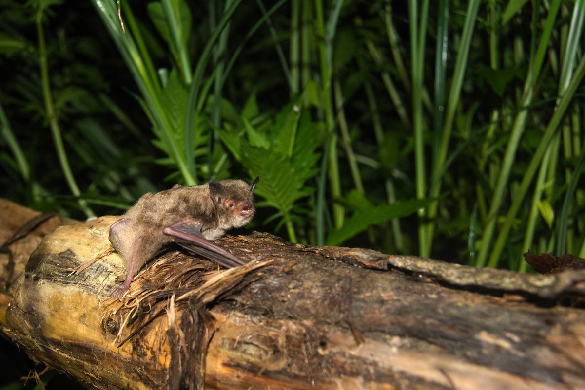 NEW PAPER ALERT‼️‼️
The 1st paper from my #Phd is out, using trawling bats🦇to develop a riverine forest🏞️quality indicator
📰River Research and Applications: doi.org/10.1002/rra.42…
Open🧵