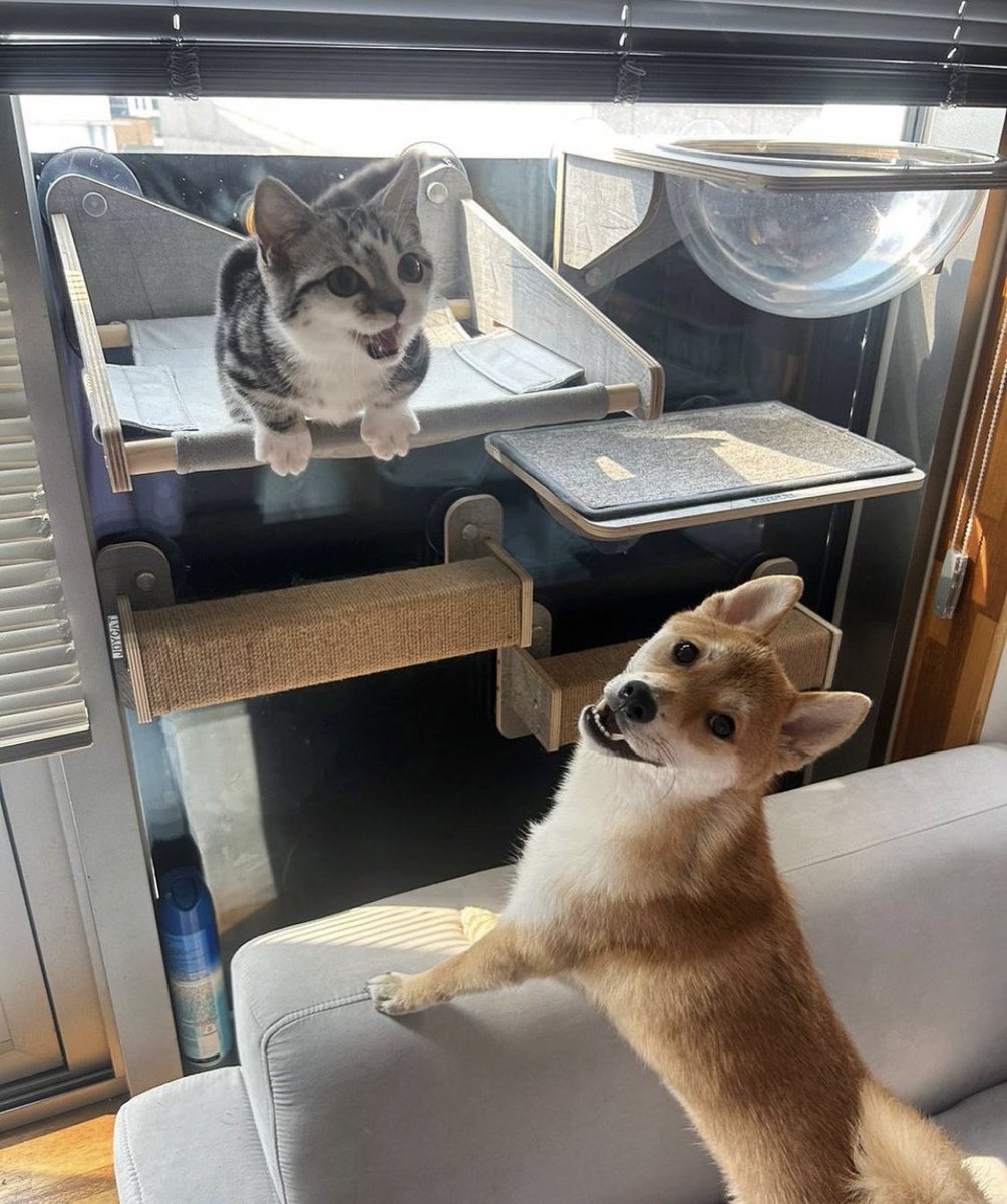 snowiisa's tweet photo. @cookieloona Thank you for this giveaway you’re very kind!

I would absolutely cherish Loossemble wish version and Jinsoul and Kim Lip SITR album + 🐈

Here’s paldo and nongshim and also my cats because they’re adorable too!

Again thank you for the giveaway 🤍 https://t.co/MHQnbxavgz
