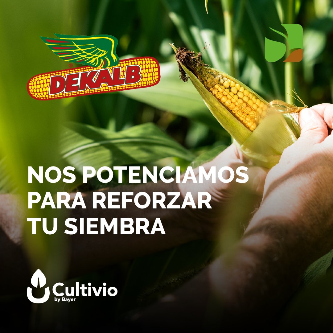 monchoehijos's tweet photo. En #MonchoEHijos nos POTENCIAMOS para reforzar tu siembra 💪🏻🌱

#Cultivio es la plataforma técnica que te ayuda a posicionar el híbrido @DekalbArgentina ideal para tu lote 🌽

¡Consultá a nuestros profesionales para llegar al máximo nivel de producción! 🚀

#MonchoMásCerca https://t.co/lxAB4lty5X