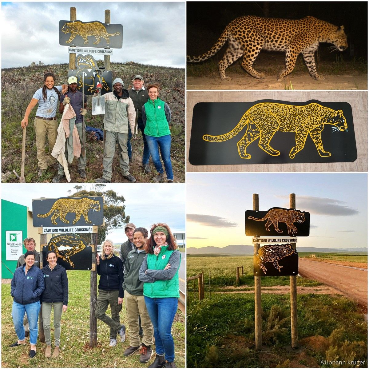 CapeLeopardTrst's tweet photo. #TaleOfTwoLeopards in the #Overberg ~we recently collaborated with several local partners on an exciting ‘Creatures of the Corridor’ event &a second round of our ‘Spotted on the Road’ campaign with fantastic new reflective road signs – read all about it at https://t.co/eMienjSGV9 https://t.co/XUT1WDK9Wx