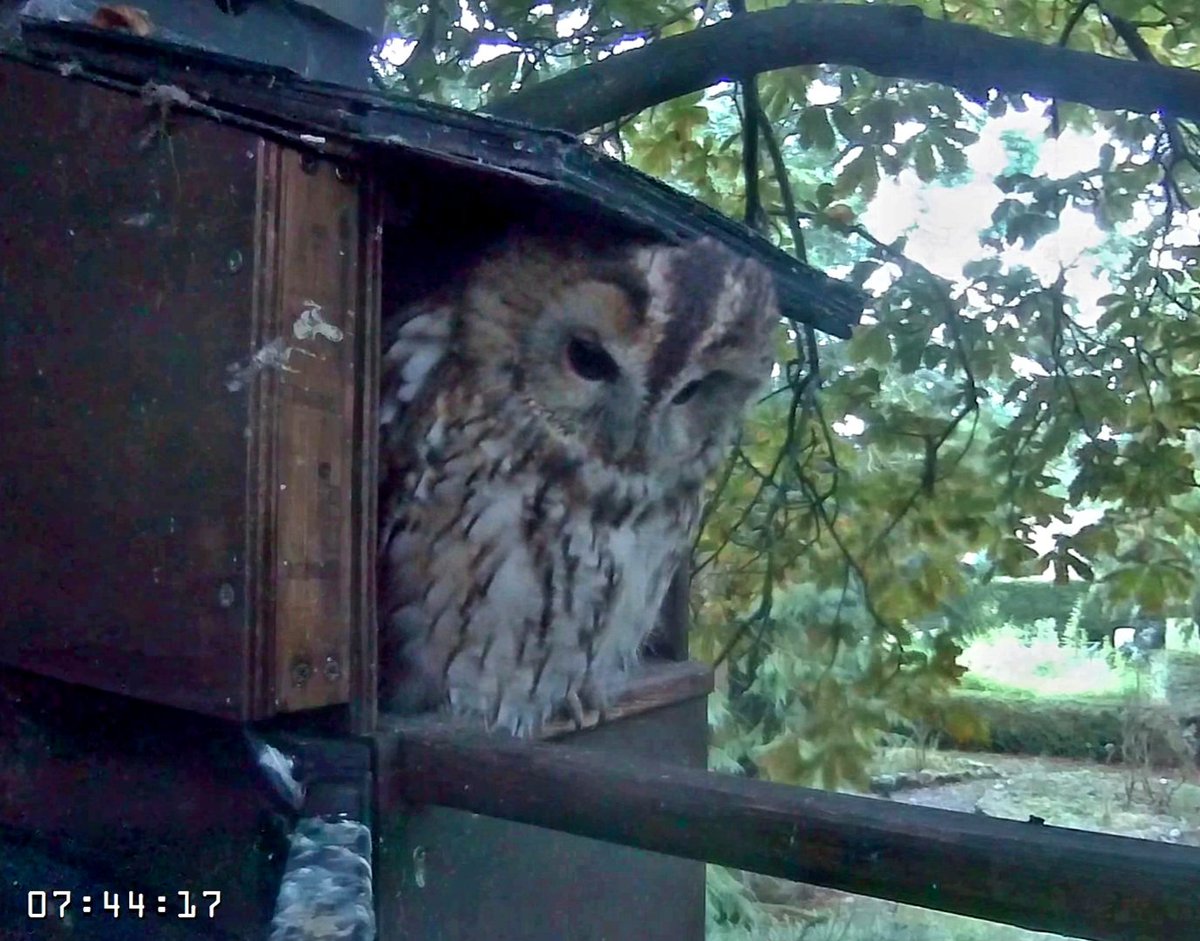 K_Alpha1's tweet photo. So, apparently, autumn is here. The male tawny has shed the 'kids' and is day-roosting regularly in our nest box now, occasionally joined by his mate.  Welcome back. https://t.co/sDAV4SyplH
