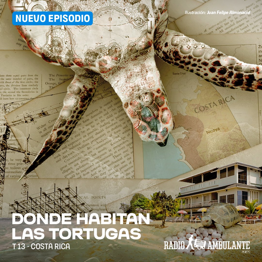 radioambulante's tweet photo. 🐢 NUEVO EPISODIO 🐢 

Playa Ostional, en el Pacífico de Costa Rica, es un lugar donde cada mes llegan, al mismo tiempo, miles y miles de tortugas lora. Pero un depredador a unos cuantos kilómetros está poniendo todo en peligro.

https://t.co/vkHpLlVc2M https://t.co/jcmpXe4iKW