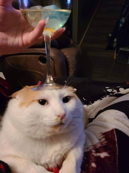 Another use of cat