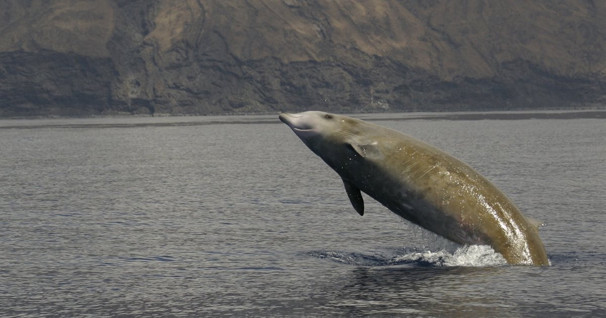 Museu UV d'Història Natural tweet media