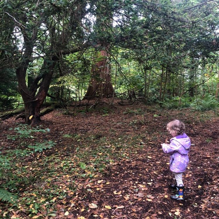GillReads's tweet photo. Excellent start to the #GreatScottishSquirrelSurvey, we spotted 5 grey squirrels while looking for conkers down the Dalzell Estate, Motherwell 🐿️ https://t.co/bmj58mI9MN
