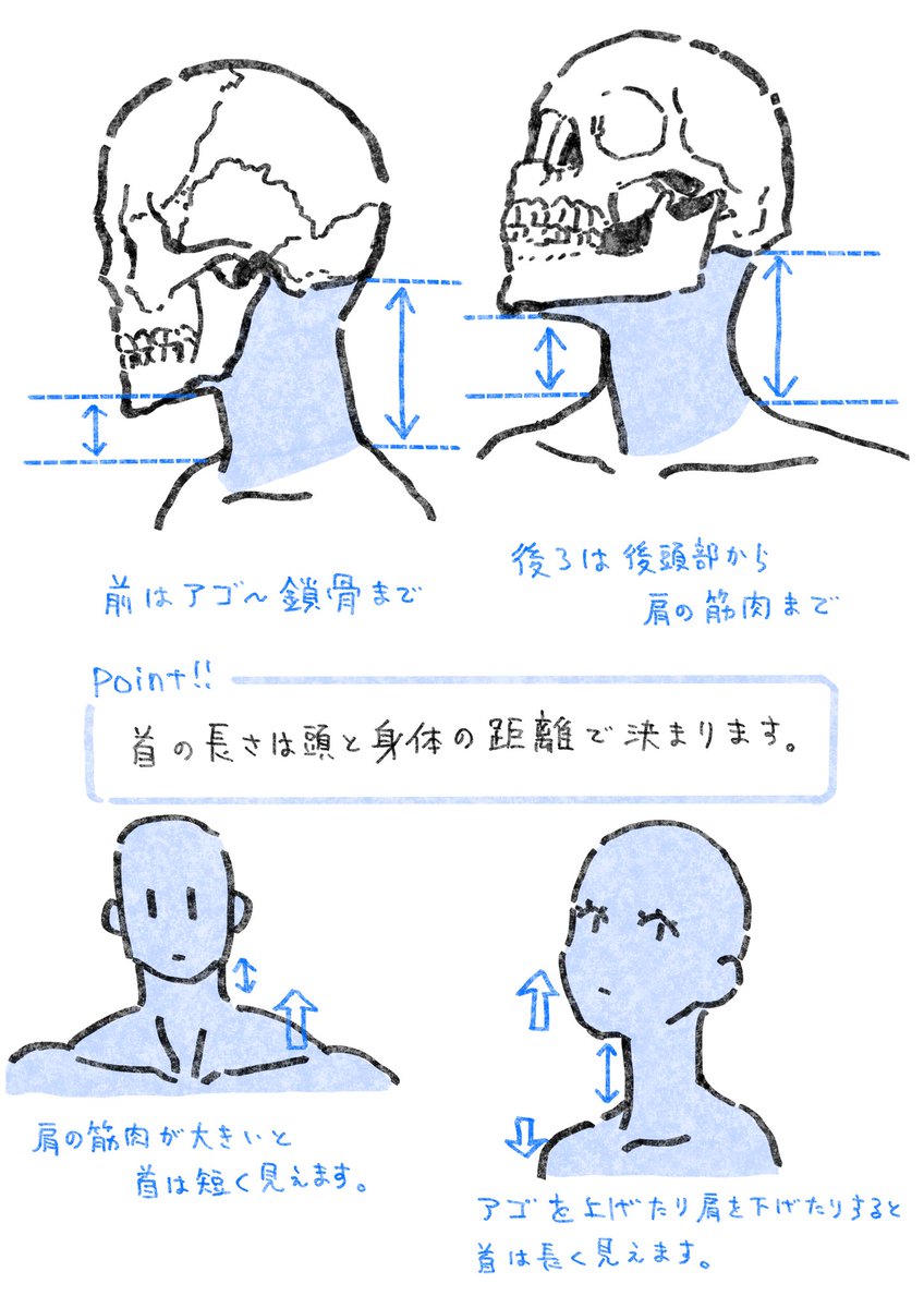 TIPS【首】の描き方
これに気づいたら首の違和感が減りました。 