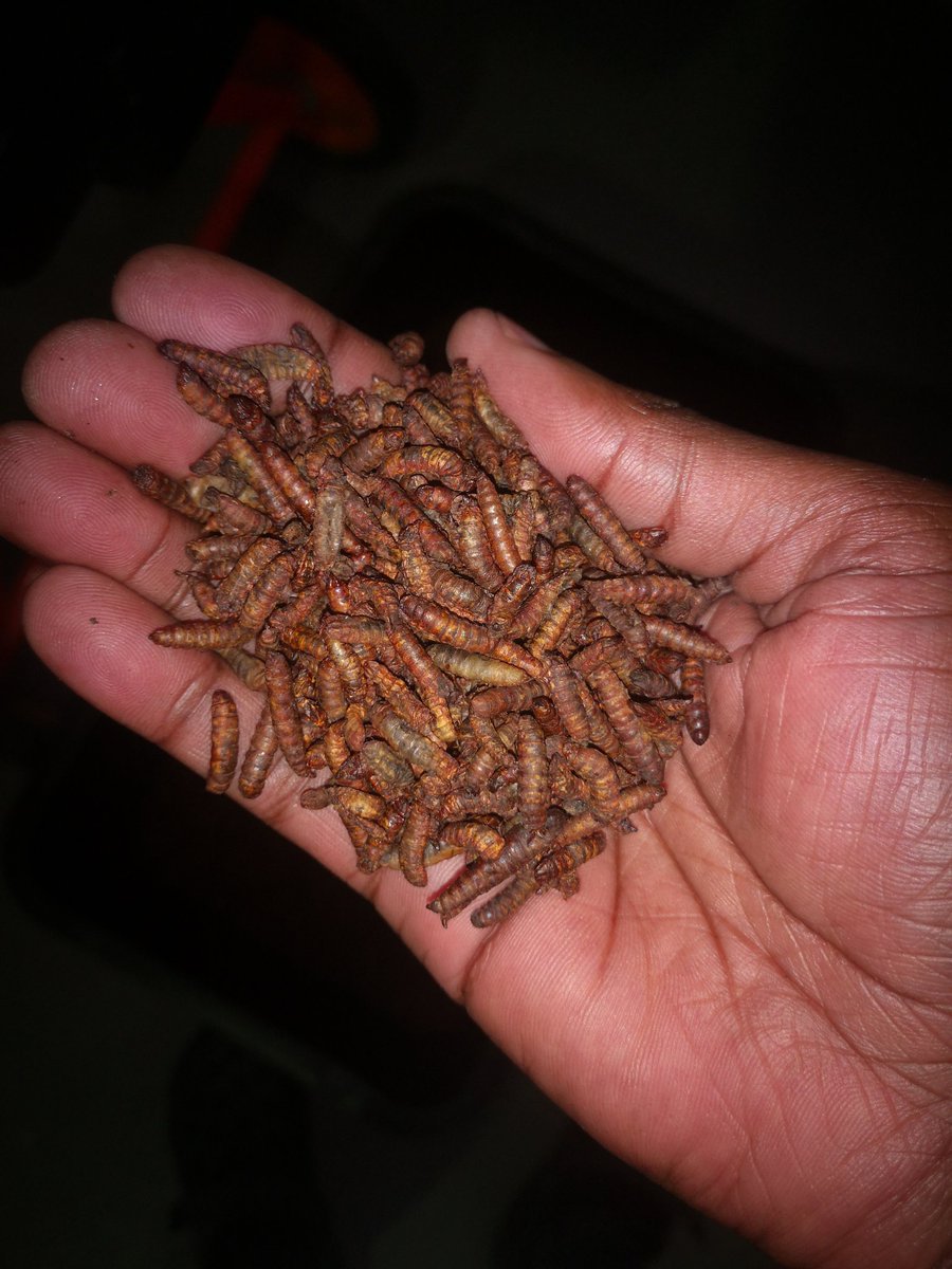 CptFarmer's tweet photo. "Boost your pets and livestock with sustainable nutrition! Try our Dried Black Soldier Fly Larvae - ideal for chickens, ducks, fish, and reptiles. Packed with protein, these larvae are eco-friendly and nutrient-rich. Feed the future! 🌱🐔🦆🐟🦎 #SustainableFeed #HealthyLivestock" https://t.co/AA5nFLNhes