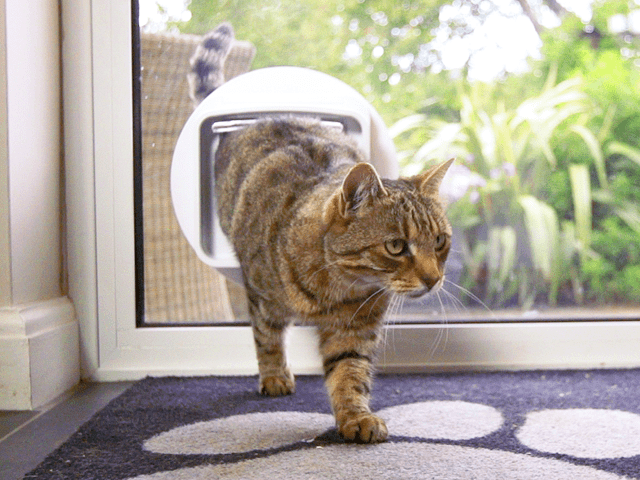 🐈 Katoshi Katamoto tweet media