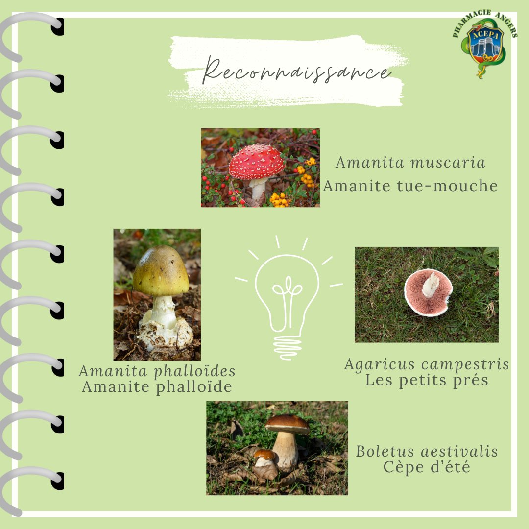 Tutorat ACEPA tweet media