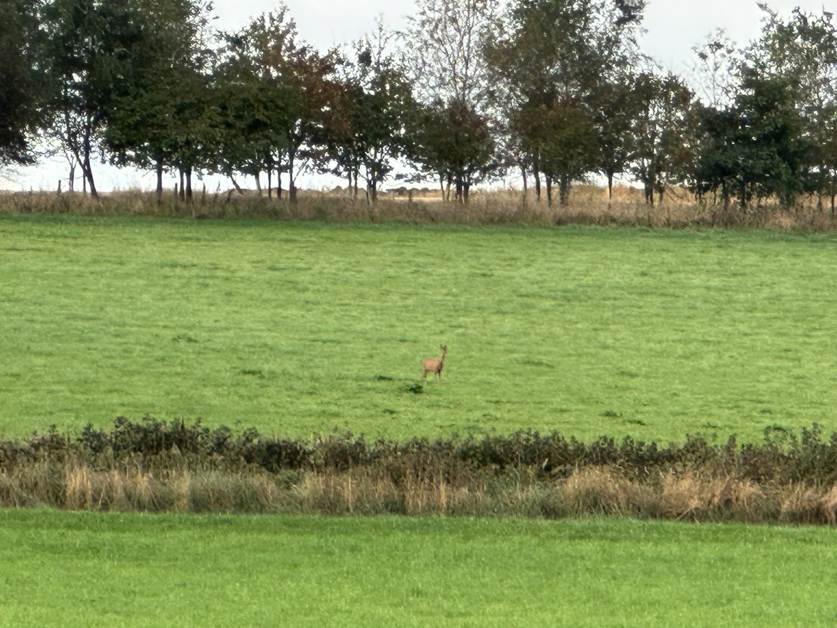 Kirsty Donoghue tweet media