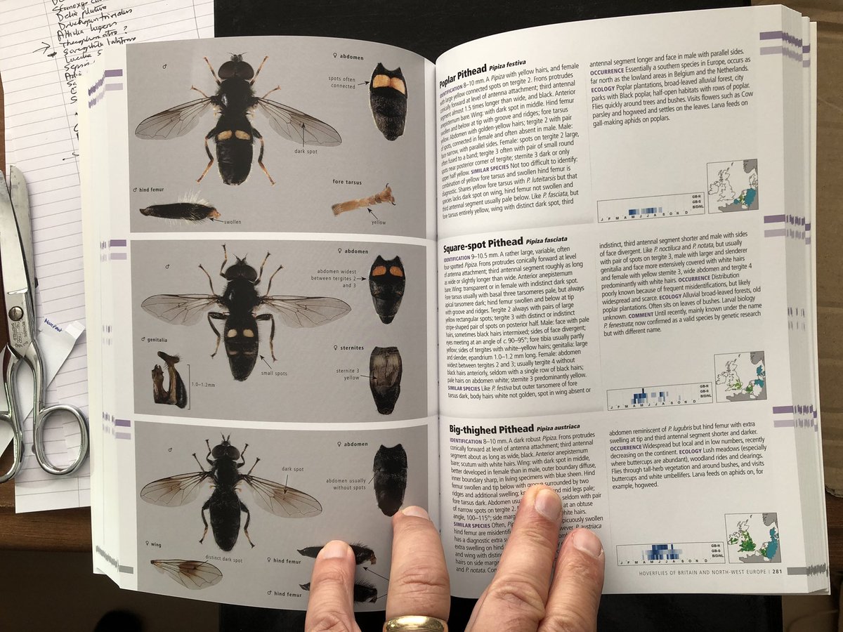 Steven Falk (@stevenfalk1) on Twitter photo Wow. Simply Wow. The new guide to Hoverflies of Britain & NW Europe (in English!) published by <a href="/BloomsburyBooks/">Bloomsbury Books UK</a> <a href="/chiffchat/">Bloomsbury Wildlife</a>. Fully comprehensive (the Wildguides book only covers 2/3 of the British spp) with lots of near-continental spp that will probably soon arrive in UK😊👍👏🪰 Wow. Simply Wow. The new guide to Hoverflies of Britain & NW Europe (in English!) published by <a href="/BloomsburyBooks/">Bloomsbury Books UK</a> <a href="/chiffchat/">Bloomsbury Wildlife</a>. Fully comprehensive (the Wildguides book only covers 2/3 of the British spp) with lots of near-continental spp that will probably soon arrive in UK😊👍👏🪰