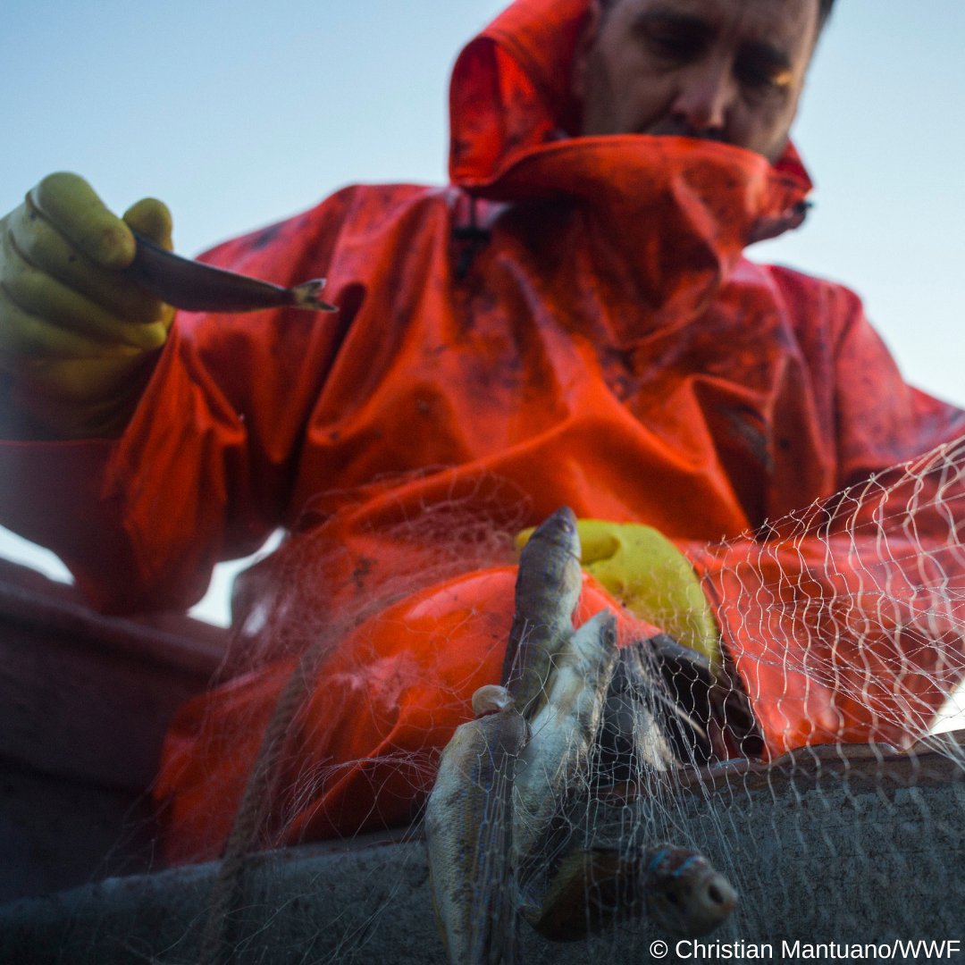 WWF_Med's tweet image. “Years ago, we used to fish zerro and could make a living with it. Now people don't want to eat it. But imagine if you could turn this fish into a tasty snack?” Read how fishers like Antonio Minosa are creating more value from their catches #MedFish4Ever wwf.exposure.co/setting-a-fish…