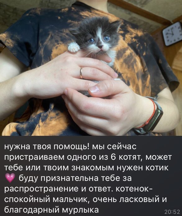 дорогие друзья город москва мои друзья спасли котят и им нужно пристроить одного если кто-то готов взять котёнка напишите Василисе в тг: vasya_tian