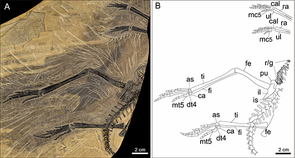 New: Lu & Liu – A new tanystropheid (Diapsida: Archosauromorpha) from the Middle Triassic of SW China and the biogeographical origin of Tanystropheidae doi.org/10.1080/147720…