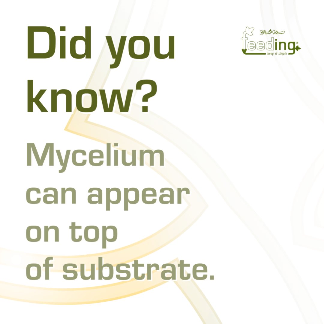 ghfeeding's tweet photo. Mycelium can appear on top of uour substrate, while using our Bio Line. It improves microbial life inside the substrate and will not harm humans, animals or plants. 🌱 https://t.co/oYVYHkiVGb