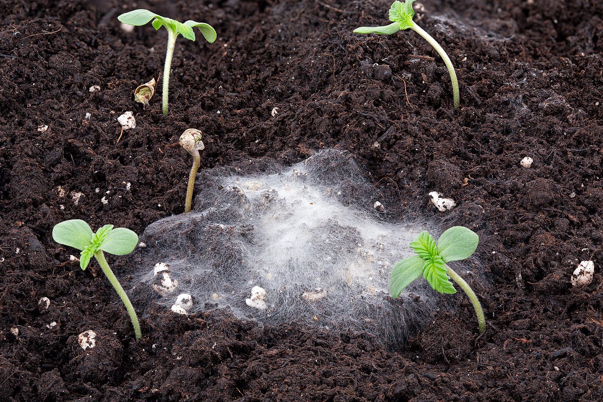 ghfeeding's tweet photo. Mycelium can appear on top of uour substrate, while using our Bio Line. It improves microbial life inside the substrate and will not harm humans, animals or plants. 🌱 https://t.co/oYVYHkiVGb