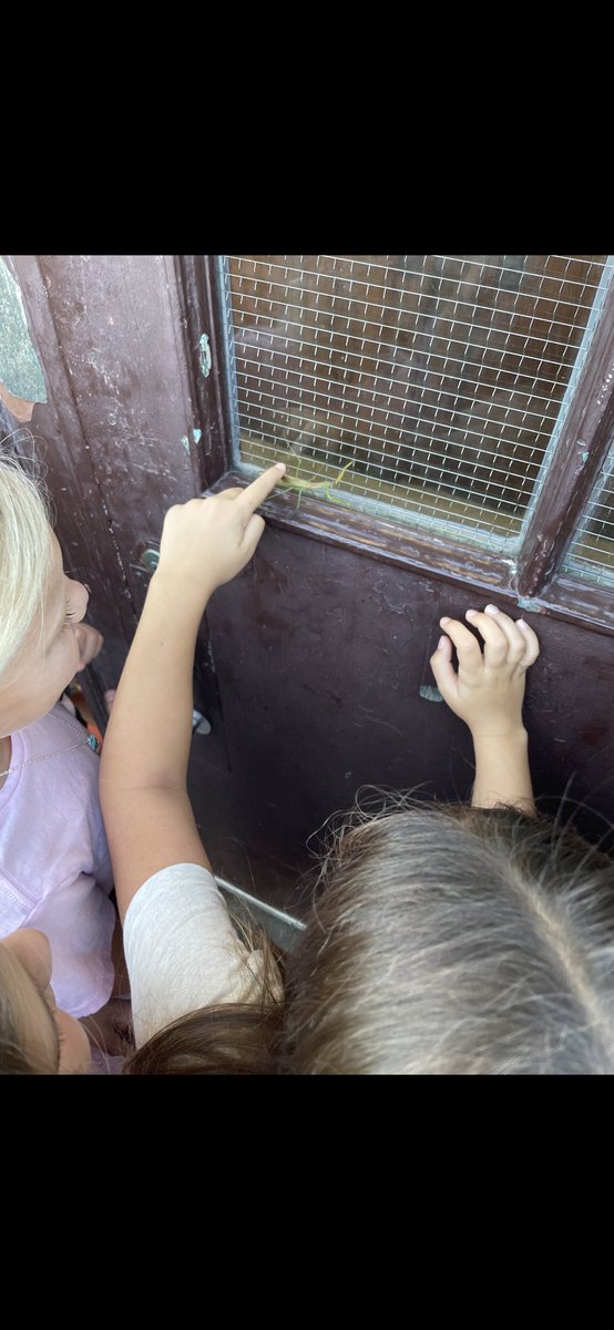 'A magical moment on the school playground today 🪲🌿 Kids gathered around in awe as they found a majestic praying mantis, a little explorer in the making! 🤩📚 #NatureDiscovery #SchoolDays #CuriousKids'