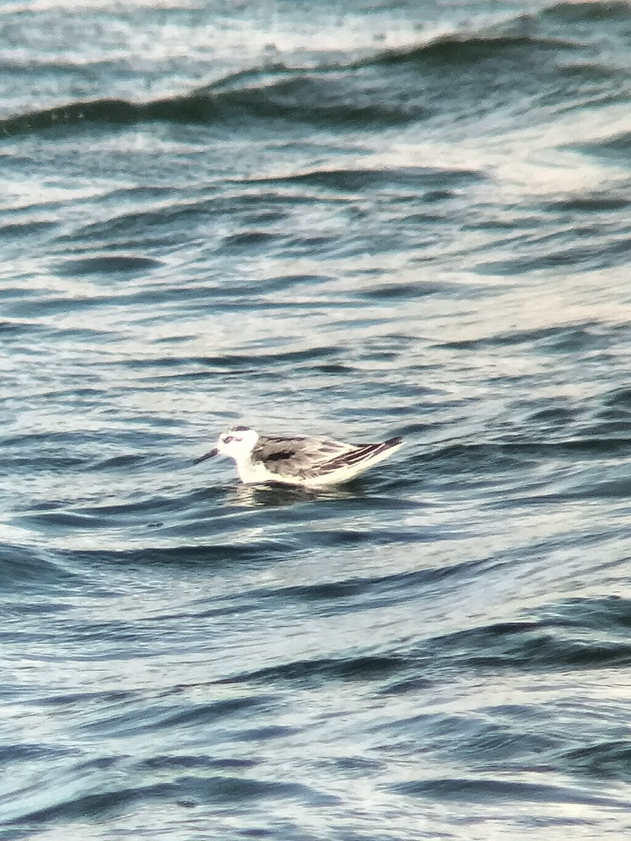 Early finish at college and straight off to York for the Grey Phalarope today-took some time to find but eventually showed very well, including some nice flight views as it got briefly disturbed by a BHG. ✅