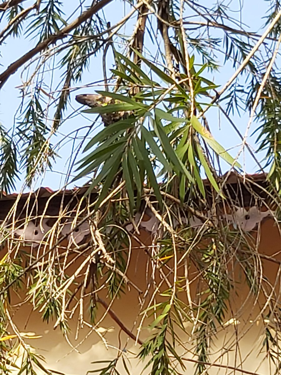 #TitliTuesday #indiAves  #butterflies Tailed Jay. Born in the lab and set free 🦋❤️