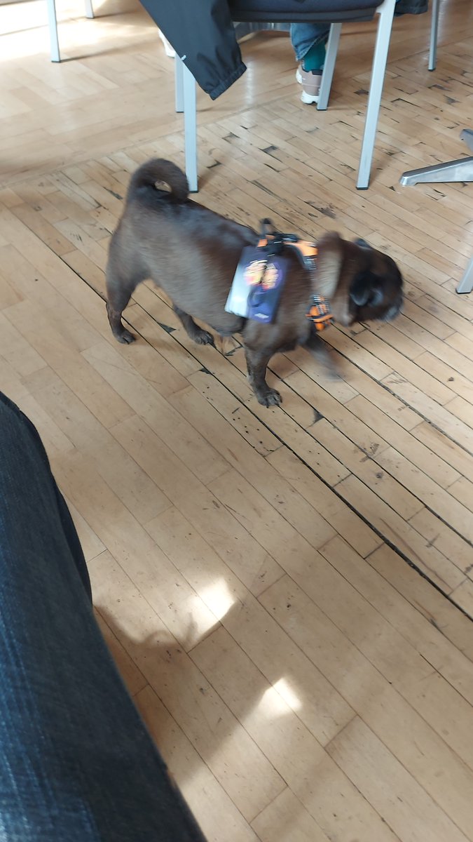 WearingFin's tweet photo. The great thing about going to events all over the place is the Speedrun royalty you get to meet. Here's the German version.

Good doggo. https://t.co/YqImjcHxMa