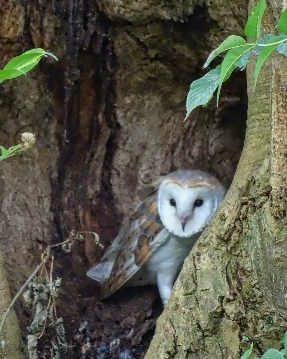 Beautiful barn owl spotted this morning 🦉 #owl #barnowl #bird #birding #birdofprey #birdwatching #featheredfriends #nature #wildlife #yorkshirewolds #eastriding #eastridingofyorkshire #lovewhereyoulive