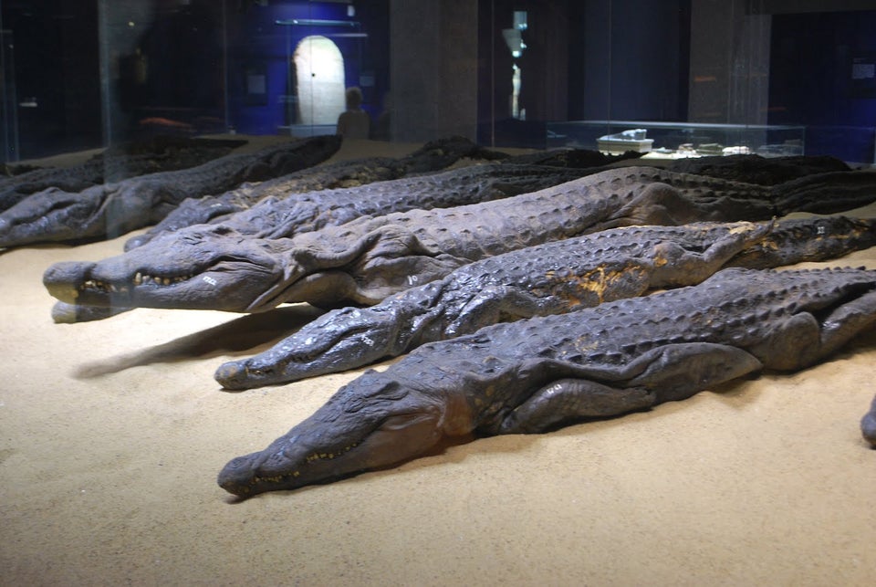 historydefined's tweet photo. A few of the three hundred crocodile mummies were discovered in the vicinity of the Temple of Kom Ombo in the Aswan Governorate. The temple was built during the Ptolemaic dynasty between 180–47 BCE, and the crocodile mummies are now on display at the Crocodile Museum, Egypt https://t.co/0JD9Jn81kG