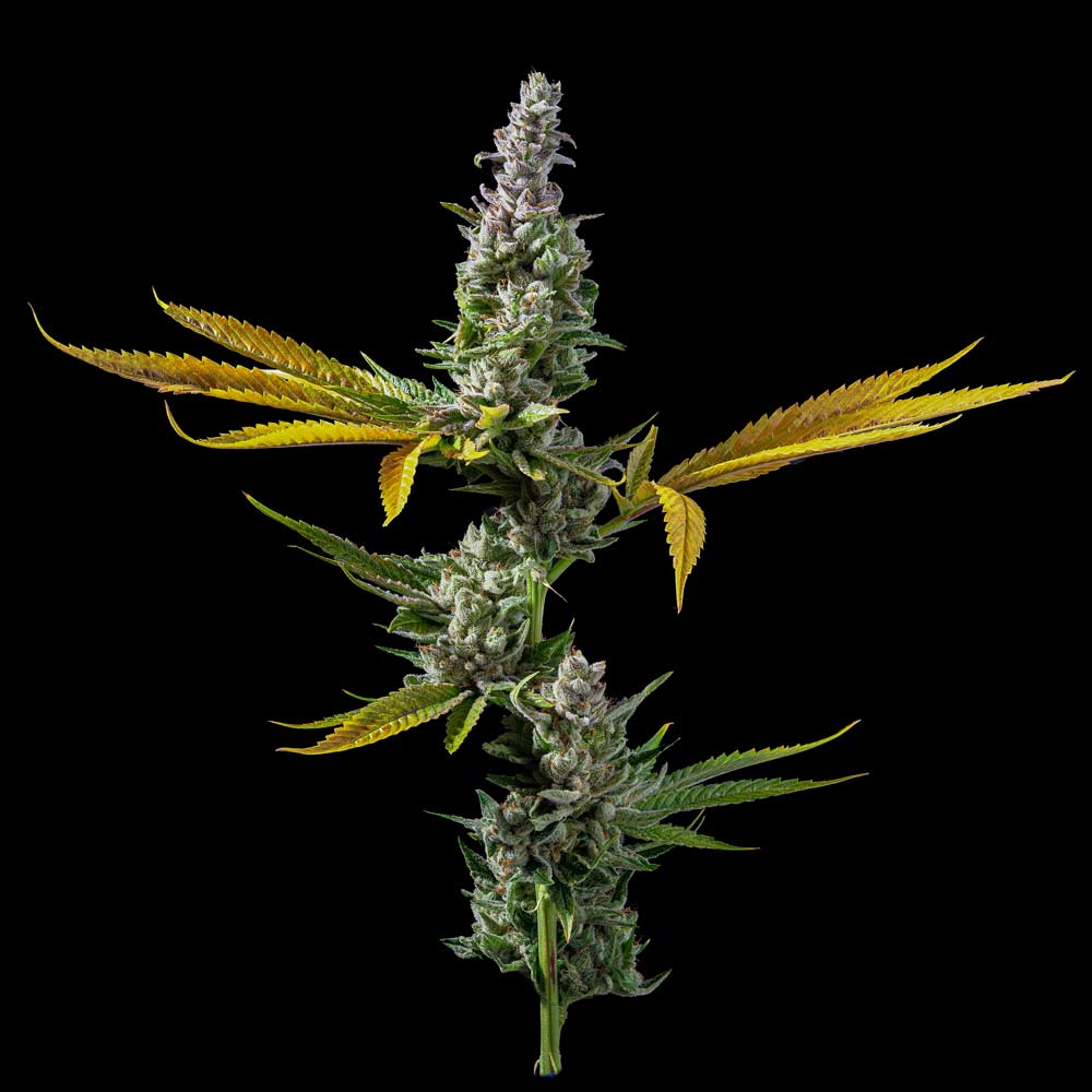 Just Released! Original Strawberry Banana S1 cannabis seeds from @dnagenetics now available at dnagenetics.shop | Feminized Seed Packs! #Sourceyourwinners #Pufftuff #growyourown #DNAArmy