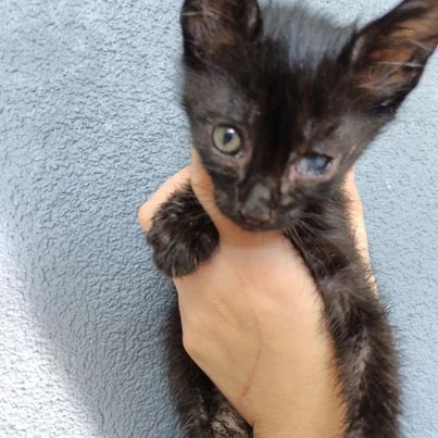 Bastet🐾🐈‍⬛👑🍀🐞 tweet media