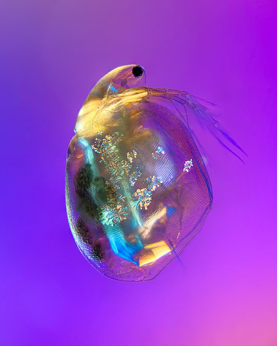 Introducing our third influencer featured in GT Vision's 'Our Top 13 Microscopy Influencers To Follow' blog feature....👉🏼Martin Kaae Kristiansen. 

Here is a stunning image of a 'Simocephalus'

🔗gtvision.co.uk/our-top-20-mic…

 #microscopy #microbiology #science#underthemicroscope