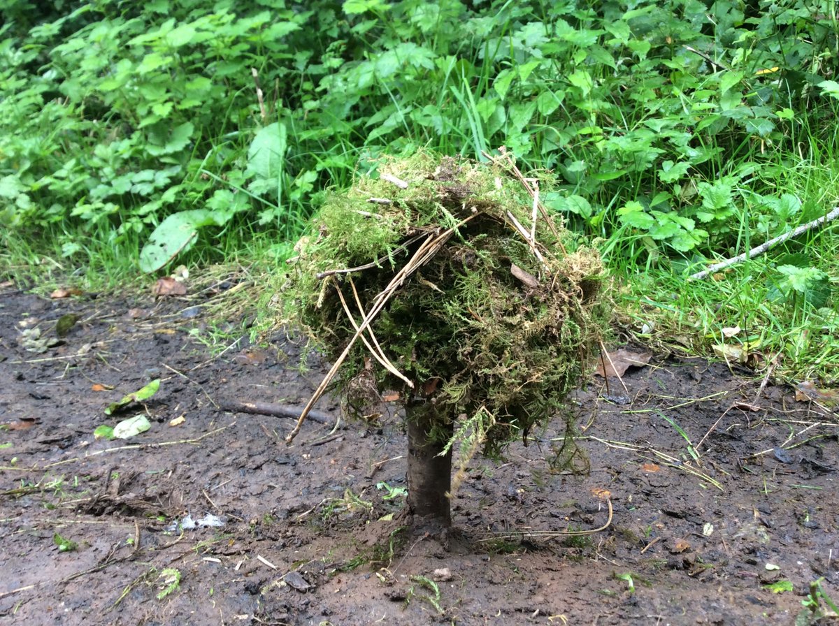 HambrookSchool's tweet photo. #Hambrook4 explored Fungi in #Hambrookforestschool and used their knowledge to make their own mushrooms around the Nature Garden. What 'Fun-Guys' they were! https://t.co/2tZY1QiQ6b