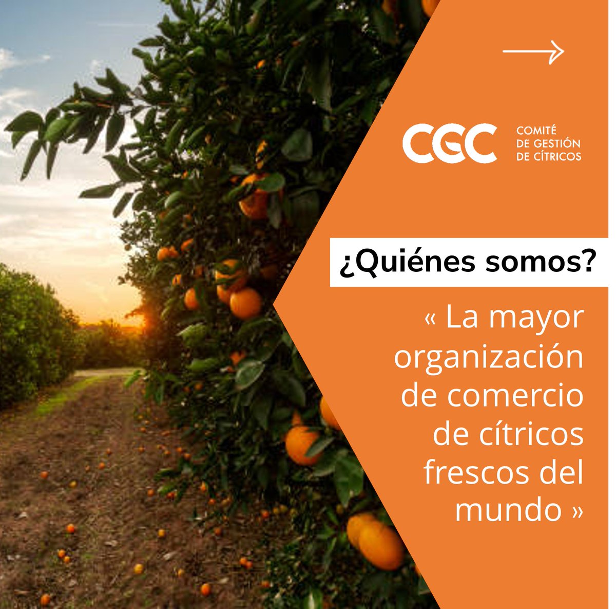 Comité de Gestión de Cítricos 🍊 tweet media