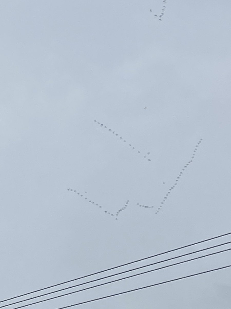 hoppy1958's tweet image. Hundreds of Geese headed East above Holmfirth on Monday morning.#HD9