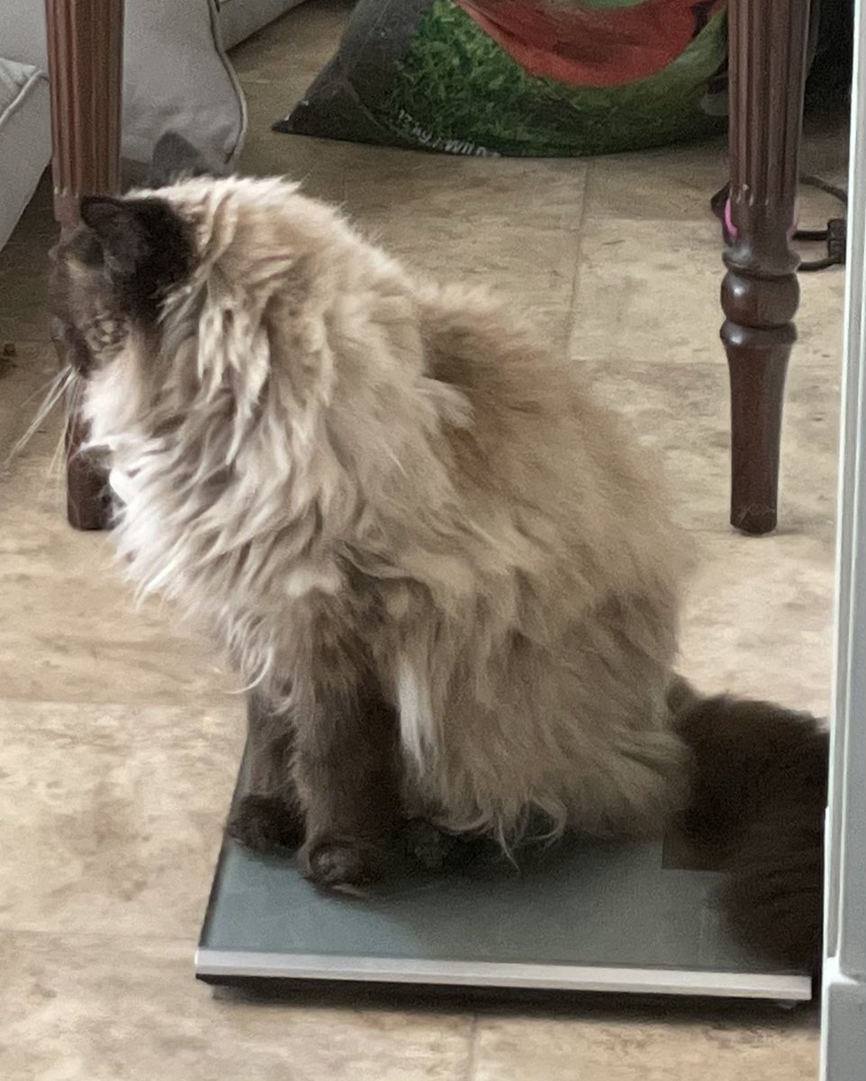 DevonsBookPicks's tweet image. I seriously love my animals. Even if they do hilarious stuff like this… I caught my own cat weighing herself as she was looking outside for birds to chirp at. 😂 

#weighinday #hilariousanimals