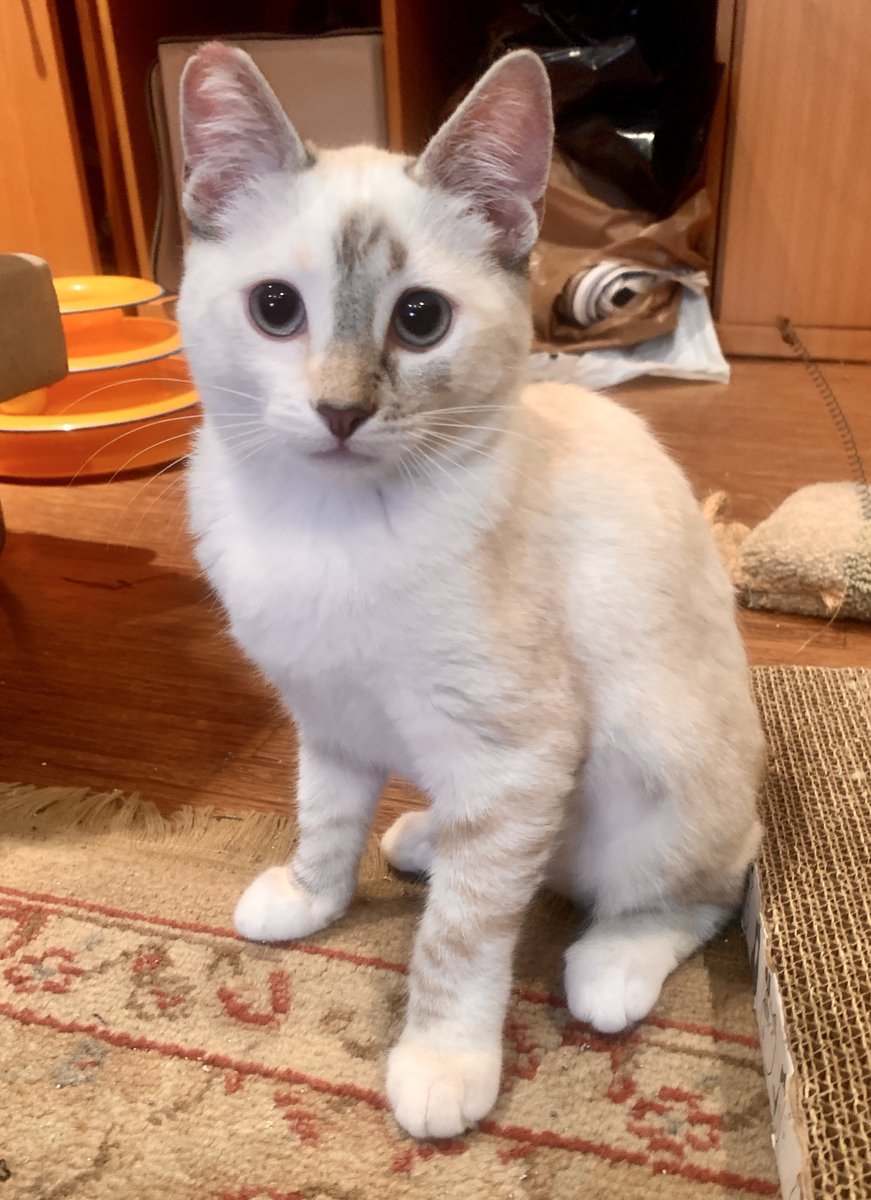 Meet Juliette, Gray Tabby/White &amp; Ophelia  White Lynx Point #Siamese mix 4 1/2 mo #Kittens .they are very friendly &amp; affectionate,  great with people &amp; other #Cats. they are very bonded and need to be adopted as a pair.  contact Danielle: 323.545.7285 or DanielleinLA@gmail.com