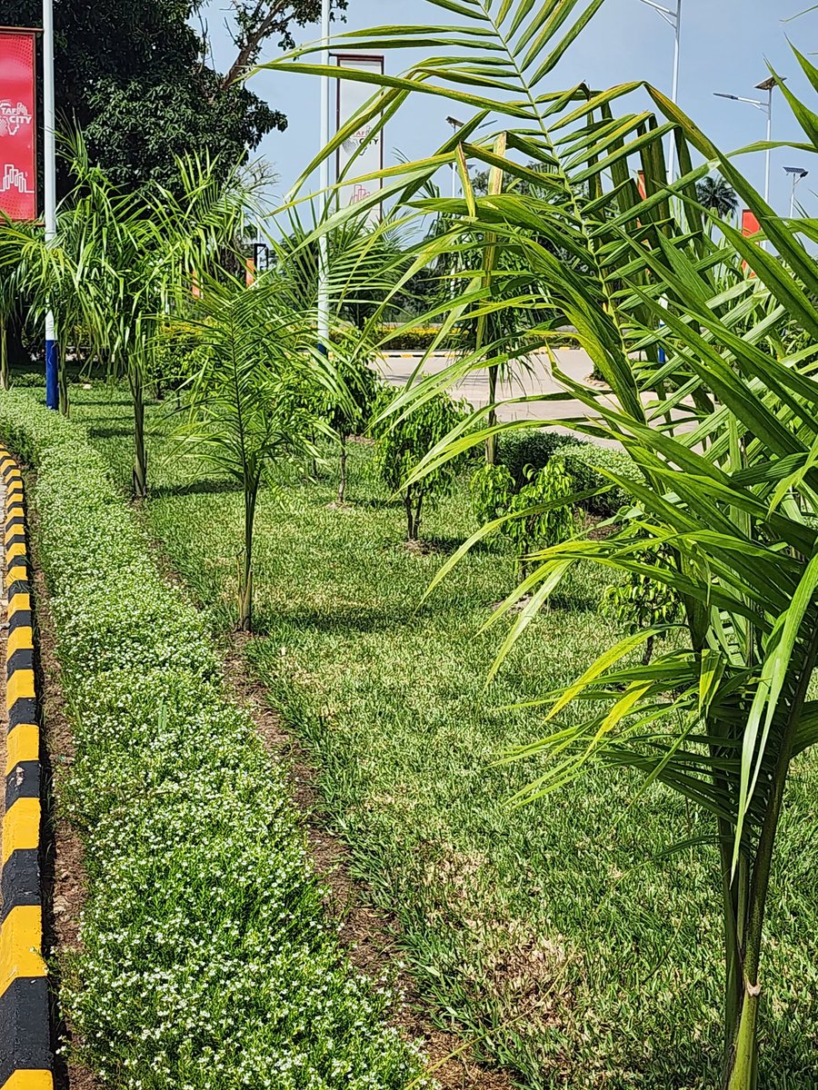 TafNjie's tweet photo. Well-maintained #gardens, lush green spaces, and vibrant #flower beds enhance the aesthetic appeal and promote a sense of pride and well-being among residents at #TafCity in The #Gambia. https://t.co/XRluYS2Jkh