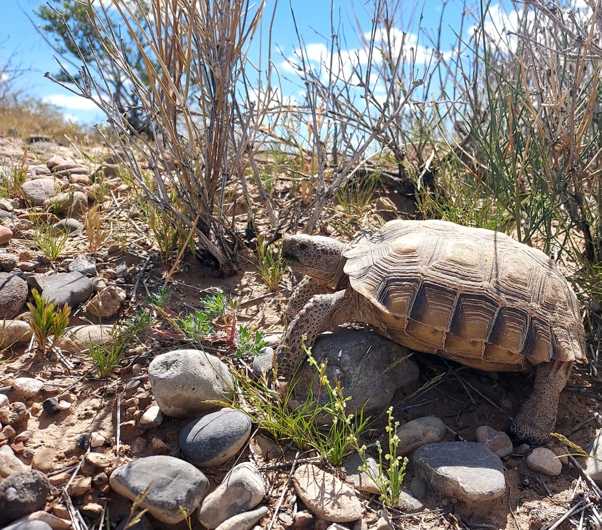 DTCouncil's tweet photo. #DesertTortoiseWeek!
The Desert Tortoise Council’s Ecosystems Advisory Committee (EAC) saves Desert Tortoises and their habitat by bringing the best available science to the federal, state, and local agency decision-making process. The EAC committee members do this by, https://t.co/JOUT8RRLb7