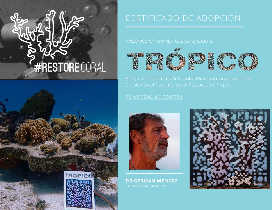 RestoreCoral's tweet photo. ¡Sumérgete en un mundo de esperanza y resiliencia! Gracias al Festival @tropicomx por haber adoptado 29 corales en Cozumel y 36 corales en Mahahual. Seguimos trabajando en restaurar y proteger nuestros preciosos arrecifes. #MeUrgeTropico 
full info: https://t.co/MOHhQGKpIs https://t.co/YLddJukeR5