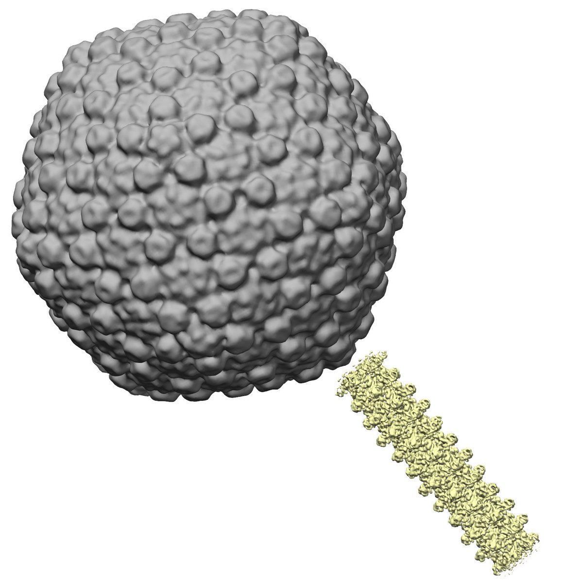 Reconstruction from only 100 phage particles from a bacterial lysate. Data acquired on <a href="/SEMC_NYSBC/">SEMC</a>  Glacios/Falcon 3”: head at 15 Å, tail tube 6.5 Å! Collaboration with @EllinorAlseth